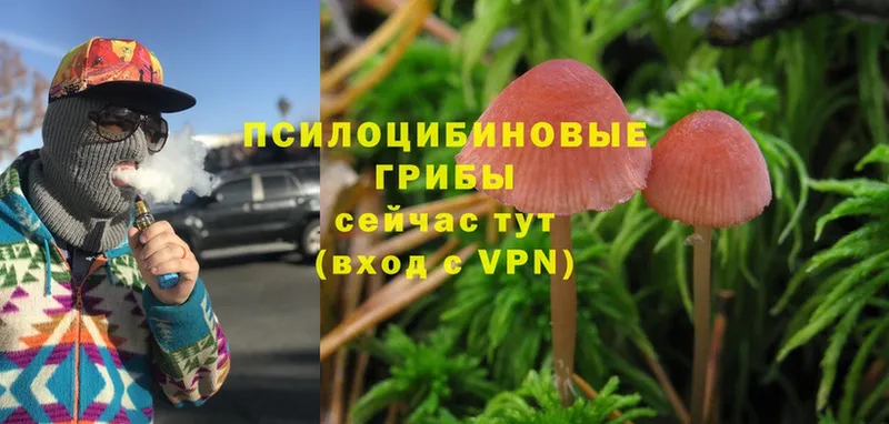 Псилоцибиновые грибы MAGIC MUSHROOMS  Касли 